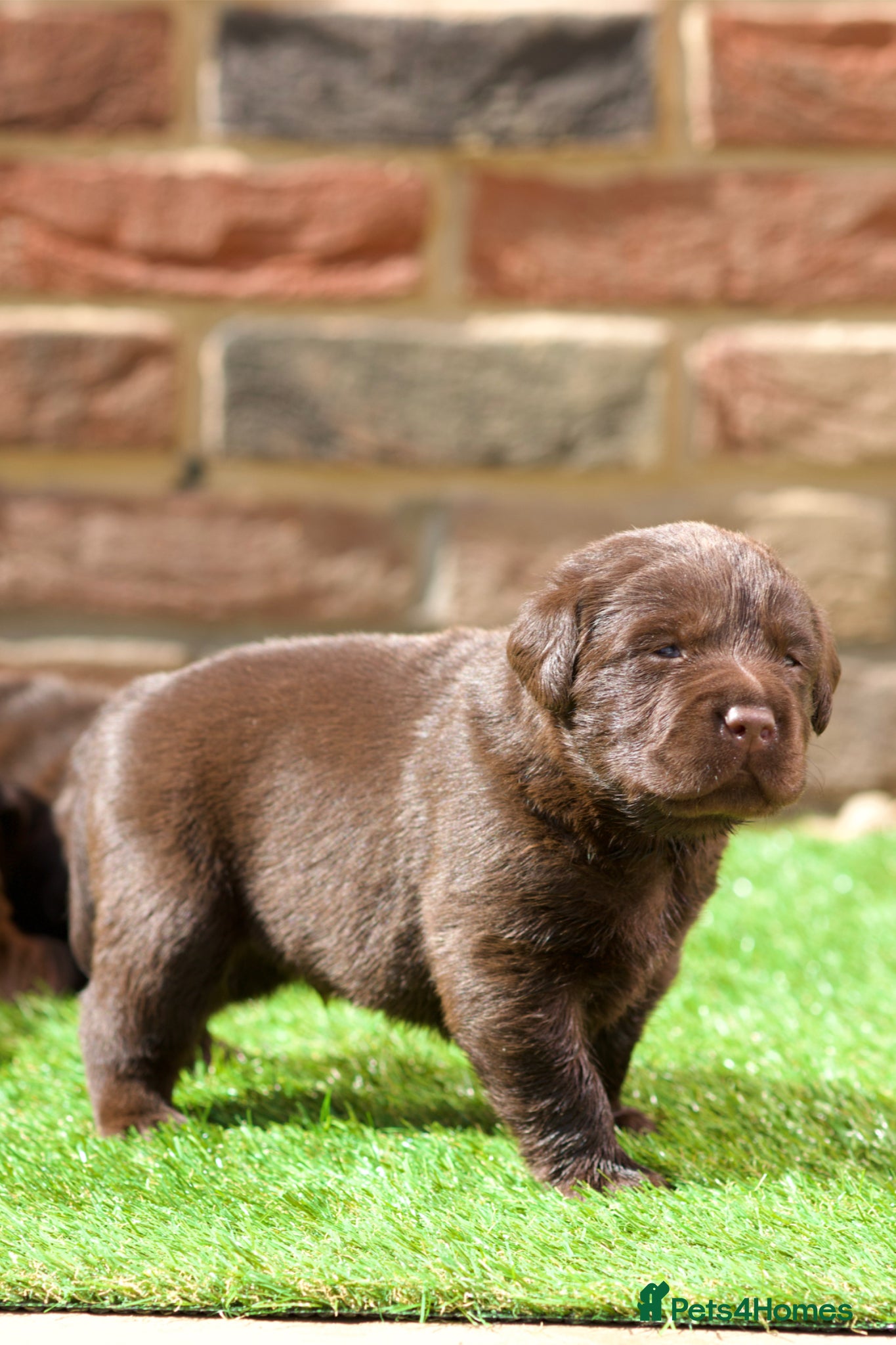 Labrador Retriever dogs PREMIUM SHOW LINES ENGLISH LABRADOR PUPPIES  - Advert 2
