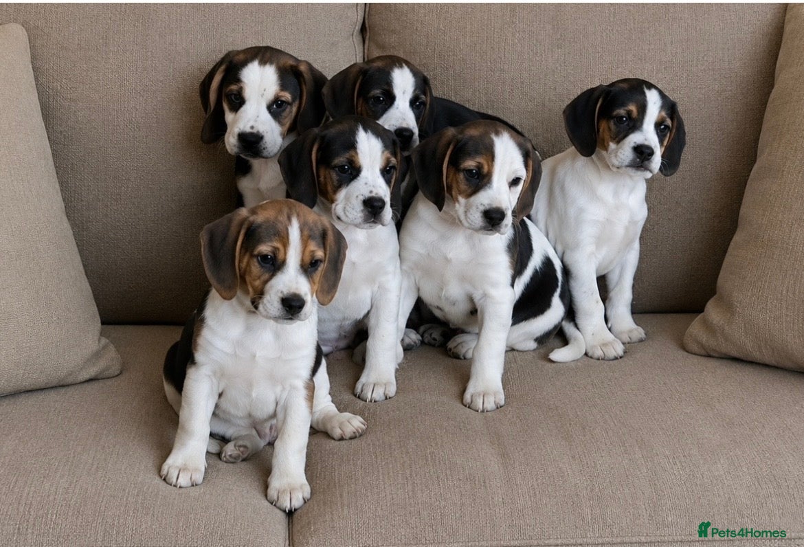 Beagle dogs Beautiful Beagle puppies, ready for new homes - Advert 9