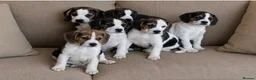 Beagle dogs for sale: Beautiful Beagle puppies, ready for new homes in Carmarthen - Advert 1