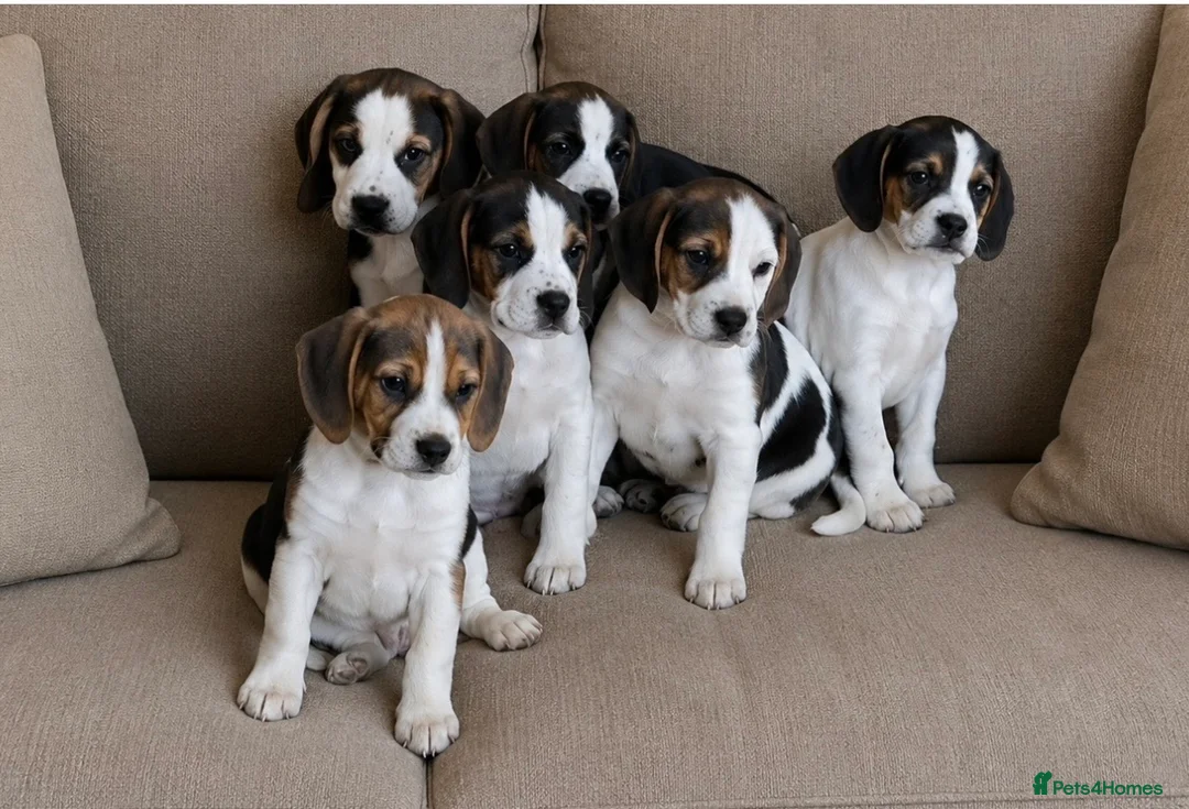 Beagle dogs for sale: Beautiful Beagle puppies, ready for new homes in Carmarthen - Advert 1