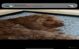 Cockapoo dogs for sale: Beautiful deep red f1b cockapoos  - Image 13
