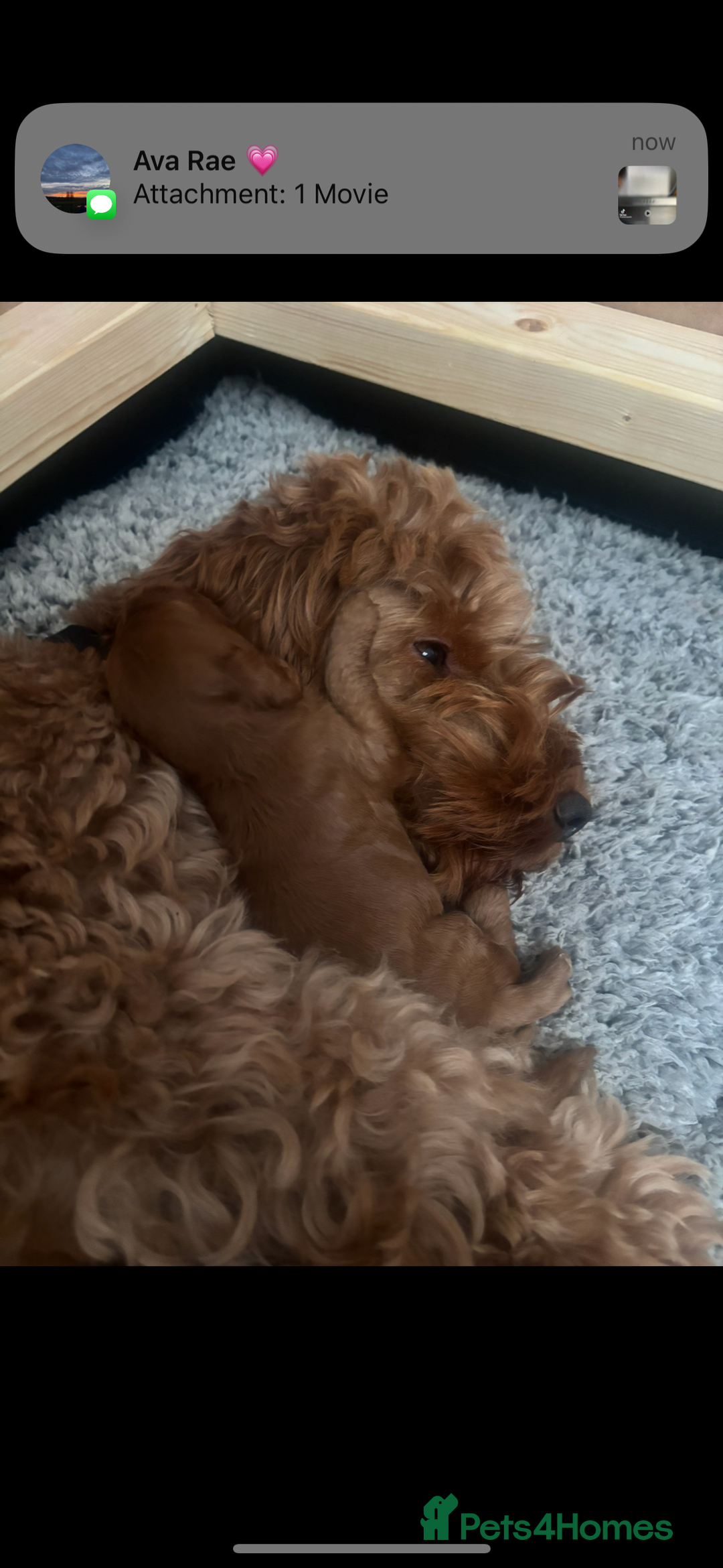 Cockapoo dogs for sale: Beautiful deep red f1b cockapoos  - Image 13