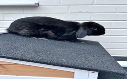 Mini Lop rabbits for sale: Male mini lop house rabbit 11 months old - Image 3