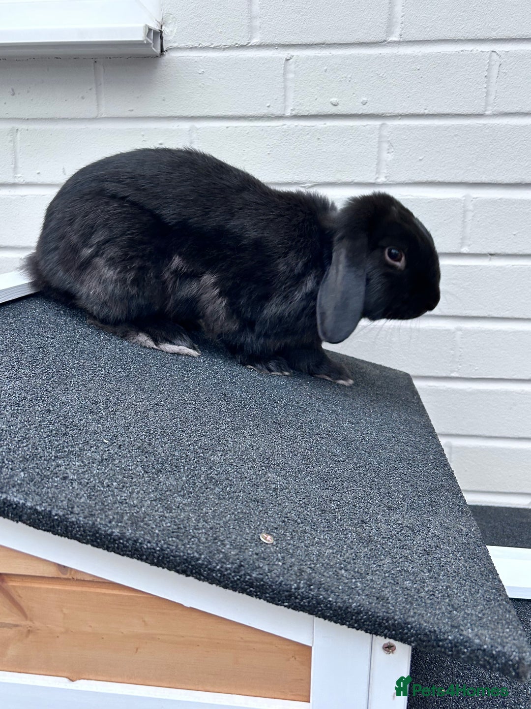 Mini Lop rabbits for sale: Male mini lop house rabbit 11 months old - Image 3