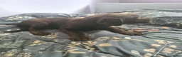 Labrador Retriever dogs for sale: Chocolate Labradors - Advert 9