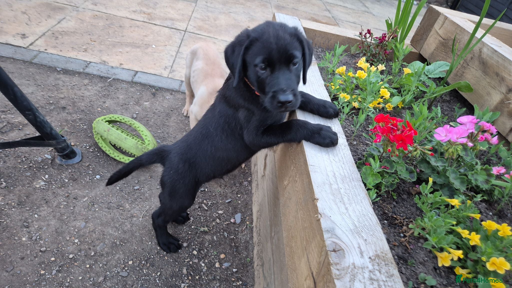 Labrador Retriever dogs Adorable Labrador puppies for sale - Advert 1