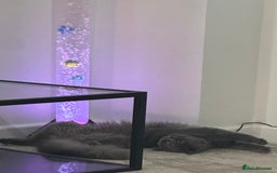 British Longhair cats for sale: British long hair  - Image 2