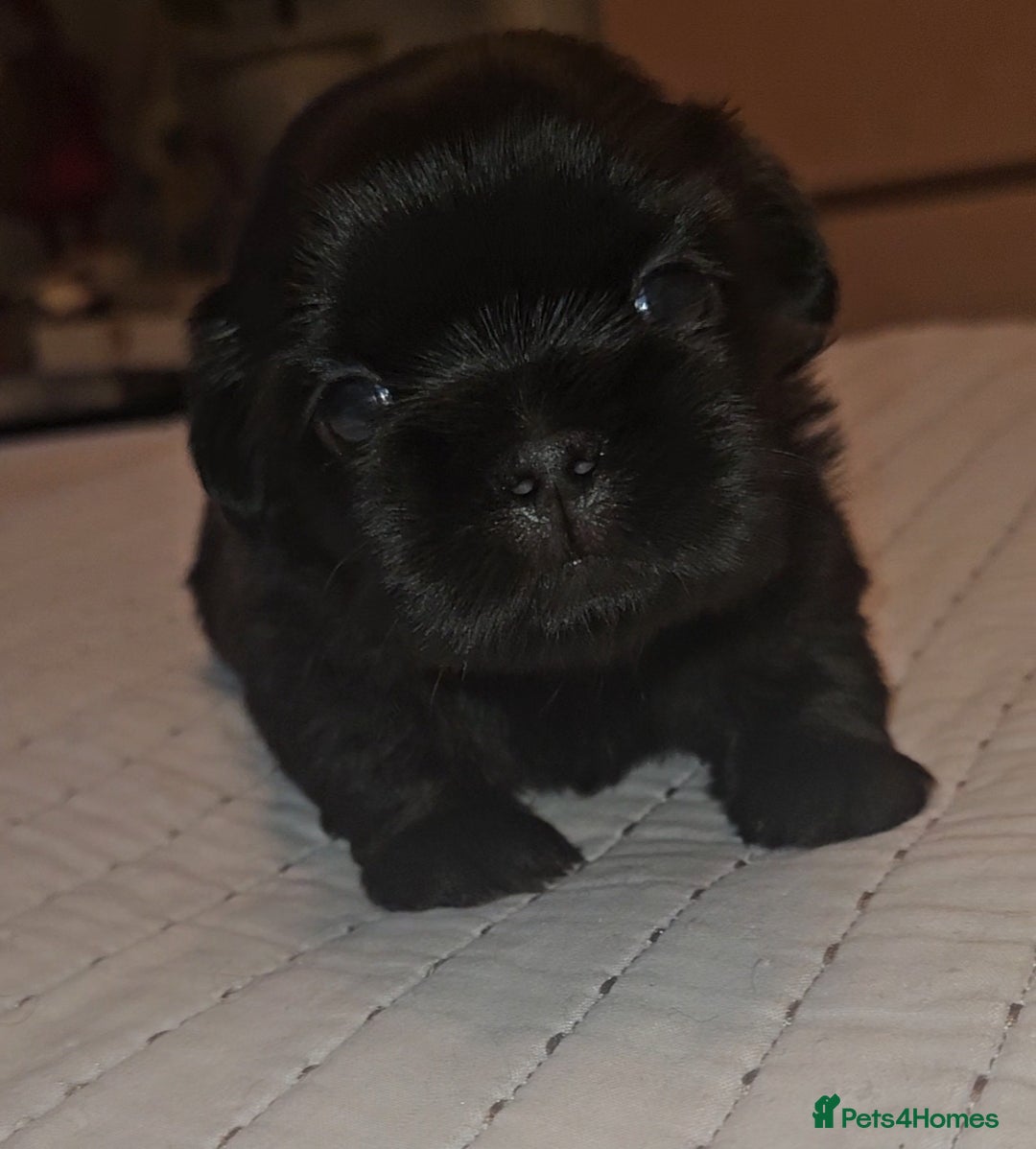 Shih Tzu dogs for sale: Imperial Shih Tzu Puppies - Advert 13