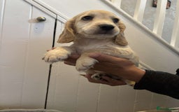 Cocker Spaniel dogs for sale: Fully Show type kc parents DNA tested all clear  - Image 3