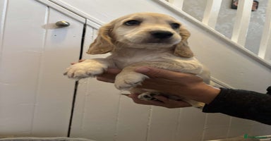 Cocker Spaniel dogs - Advert 4