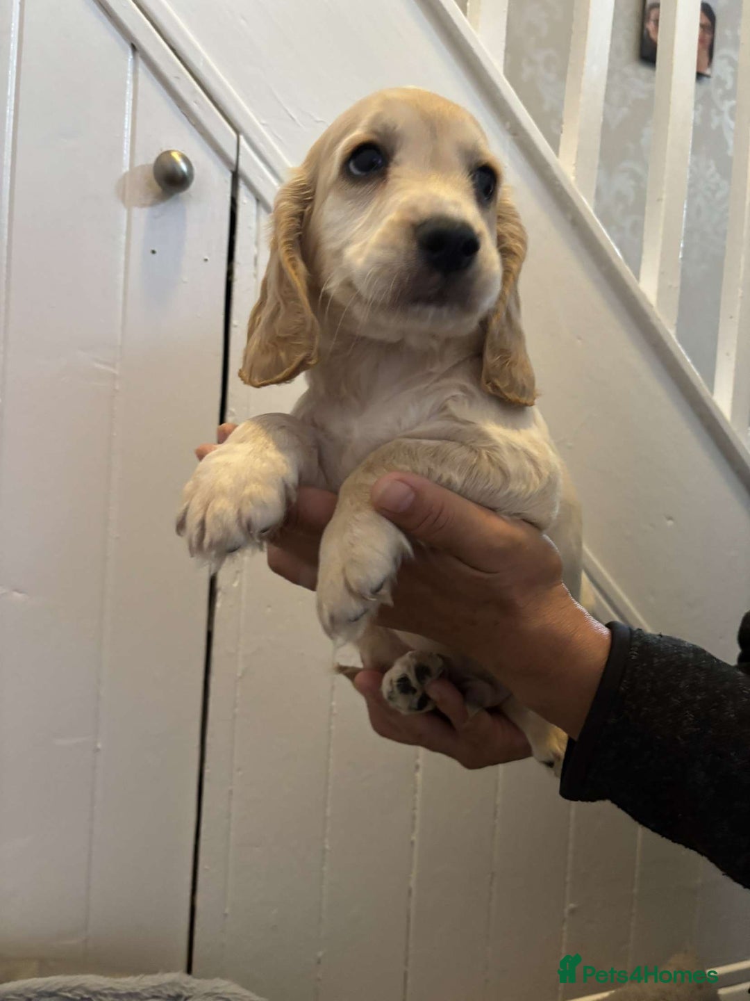 Cocker Spaniel dogs for sale: Fully Show type kc parents DNA tested all clear  - Image 3