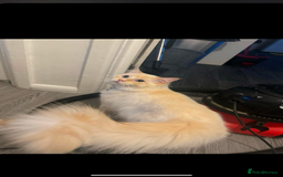 Ragdoll cats for sale: Beautiful Ragdoll kittens  - Image 7