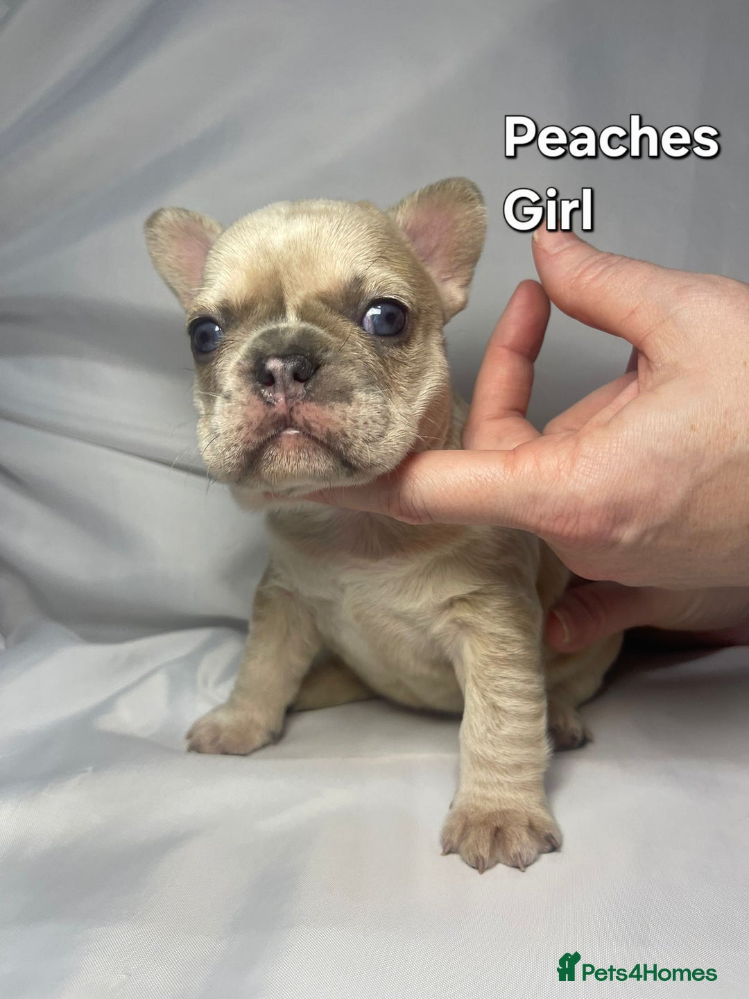 French Bulldog dogs for sale: Gorgeous litter of French Bulldog Pups  - Advert 9