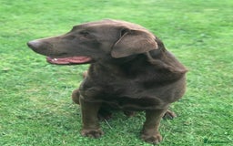 Labrador Retriever dogs for sale: Black Labrador puppies - Image 12