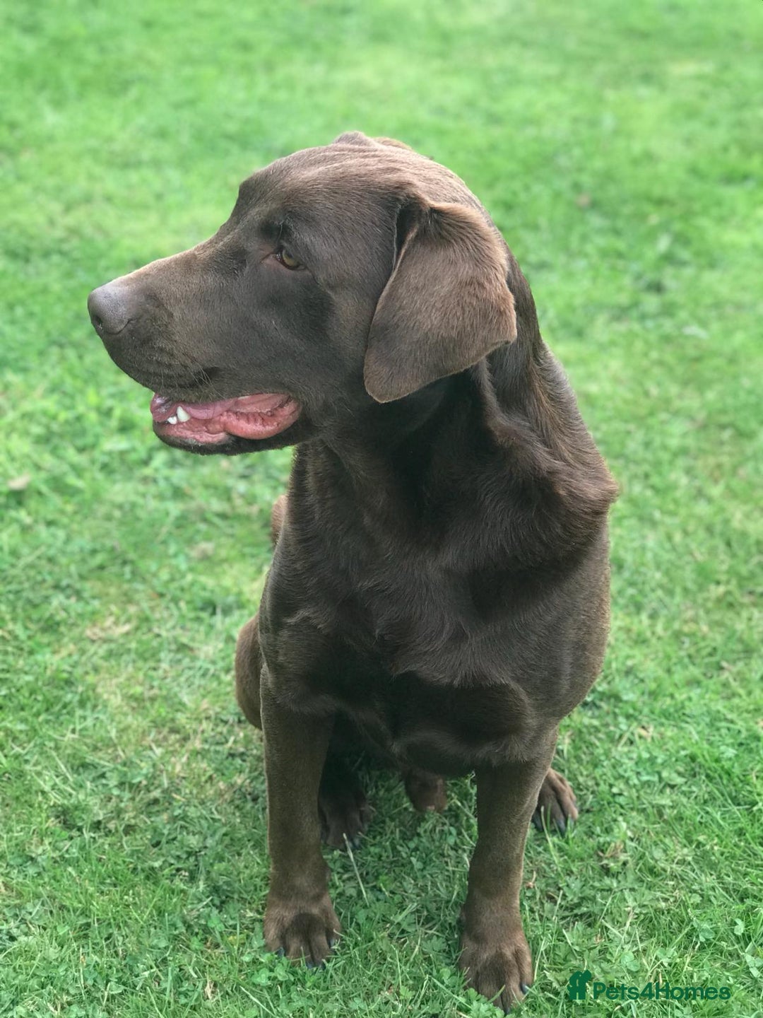 Labrador Retriever dogs for sale: Black Labrador puppies - Image 12