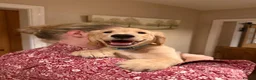 Golden Retriever dogs for sale: KC Registered Golden Retriever Puppies - Advert 32