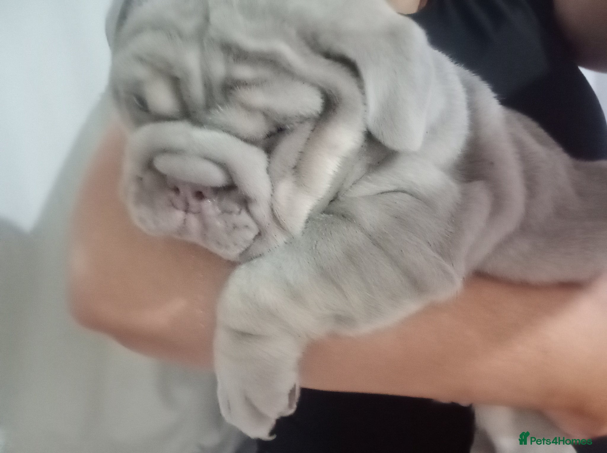 English Bulldog dogs for sale: 1 AVAILABLE VERY CHUNKY - Advert 2