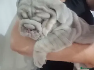 English Bulldog dogs for sale: 1 AVAILABLE VERY CHUNKY - Advert 2