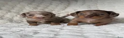 Miniature Dachshund dogs for sale: ❤️MINATURE DACHSHUND PUPPIES❤️ - Advert 10