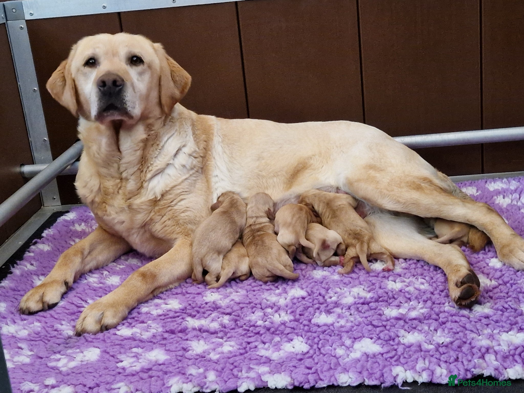 Cockerdor dogs ✨️STUNNING HEALTH TESTED YELLOW COCKERDORS ✨️ - Advert 1