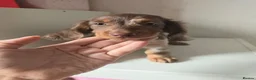 Miniature Dachshund dogs for sale: Ready Now  - Advert 6