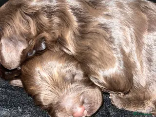 Cockapoo dogs Stunning Cockapoo puppies - Advert 2