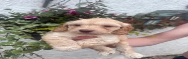 Cockapoo 3