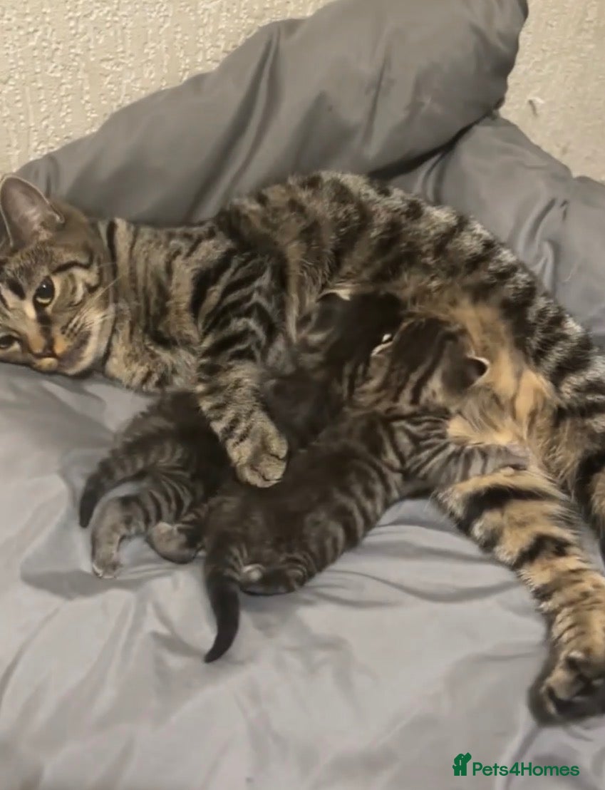 Mixed Breed cats Tabby kitten Kitten  - Advert 1
