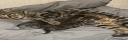Mixed Breed cats for sale: Tabby kitten Kitten  - Advert 1