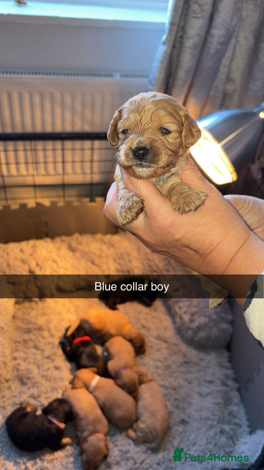 Cavapoochon dogs for sale: Cavapoochon puppies  - Advert 19