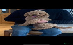 Cockapoo dogs for sale: Beautiful Cockapoo Puppies - Image 12