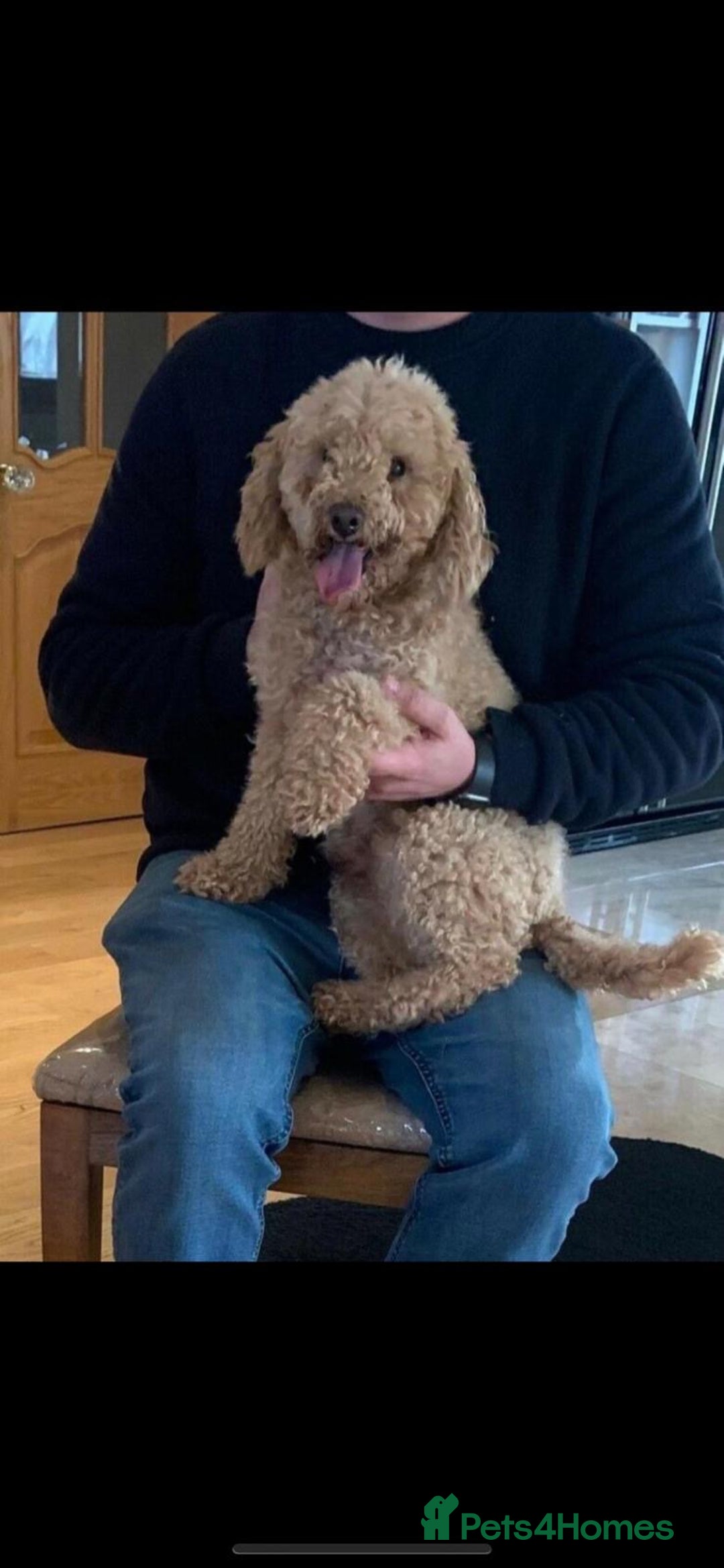 Cockapoo dogs for sale: Beautiful Cockapoo Puppies - Image 12