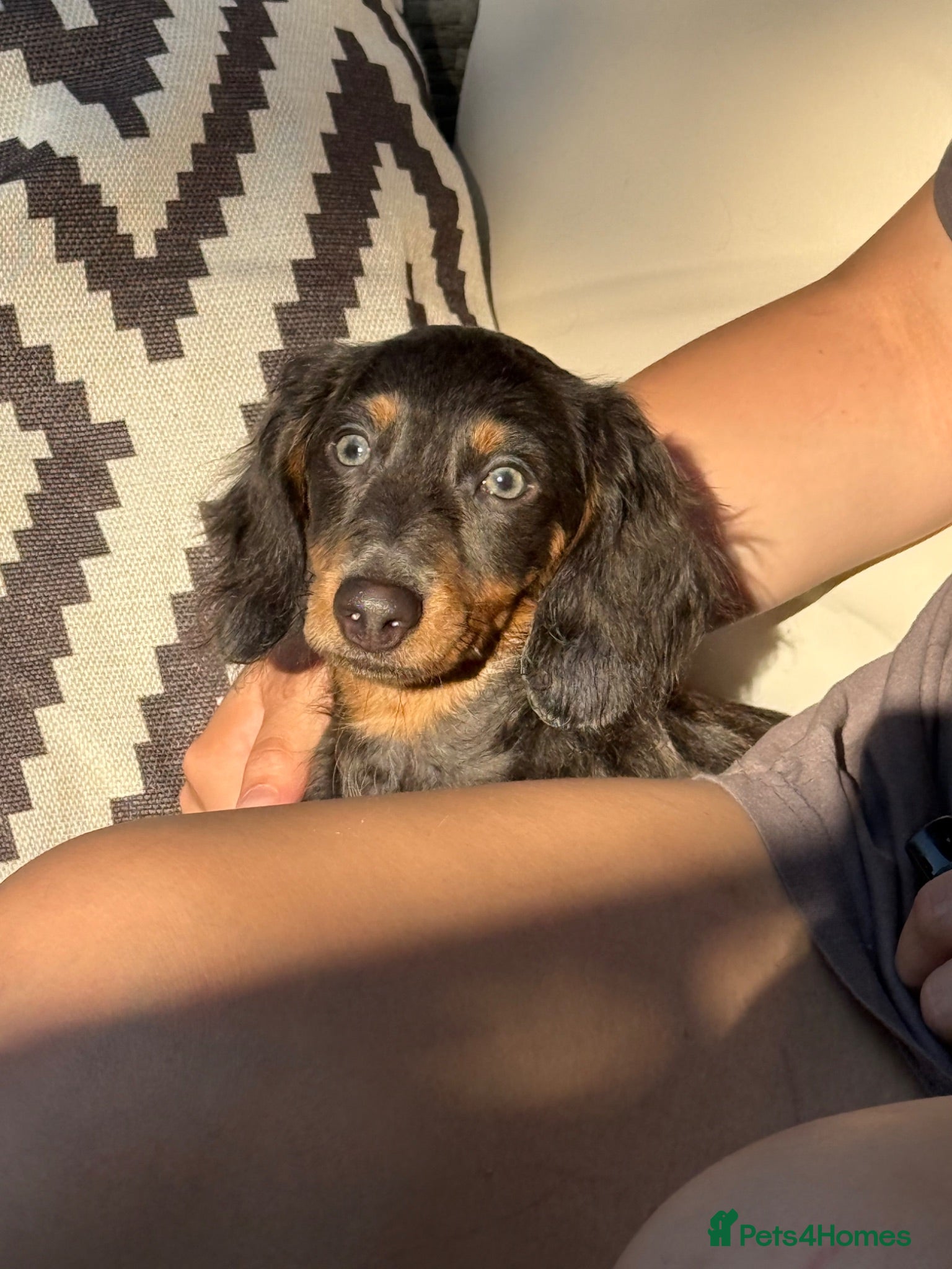 Miniature Dachshund dogs 🩷gorgeous long hair female miniature dachshund🩷 - Advert 1