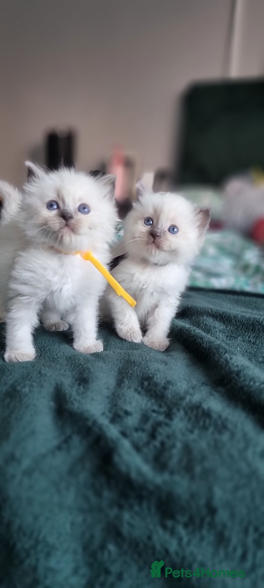 Ragdoll cats for sale: Adorable Ragdoll Kittens - READY NEXT WEEK - Image 1