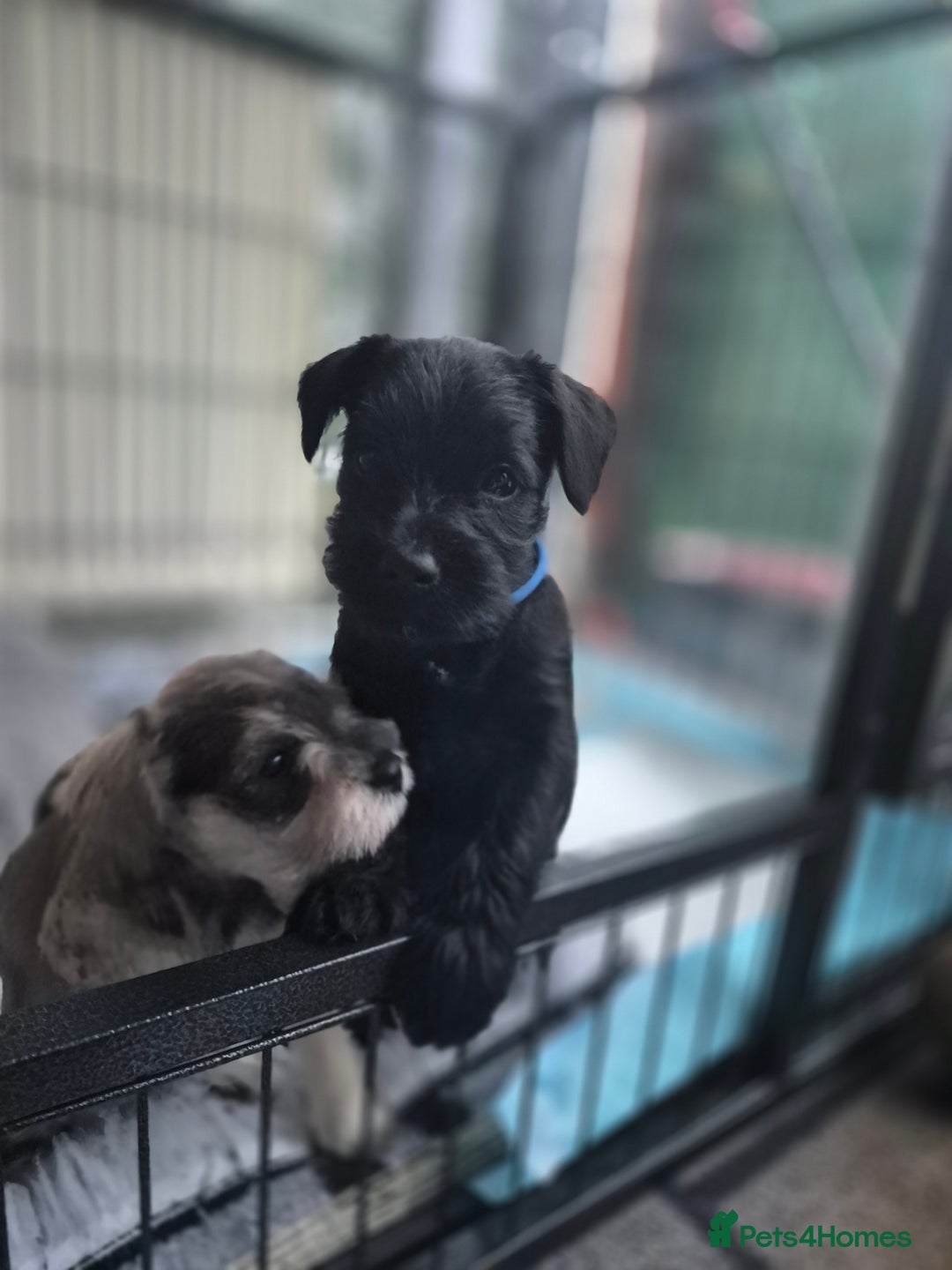 Miniature Schnauzer dogs for sale: 🩷🩷🩷🩵🩵Miniature schnauzers 1st Vac✓BVA✓KC reg✓ - Advert 12