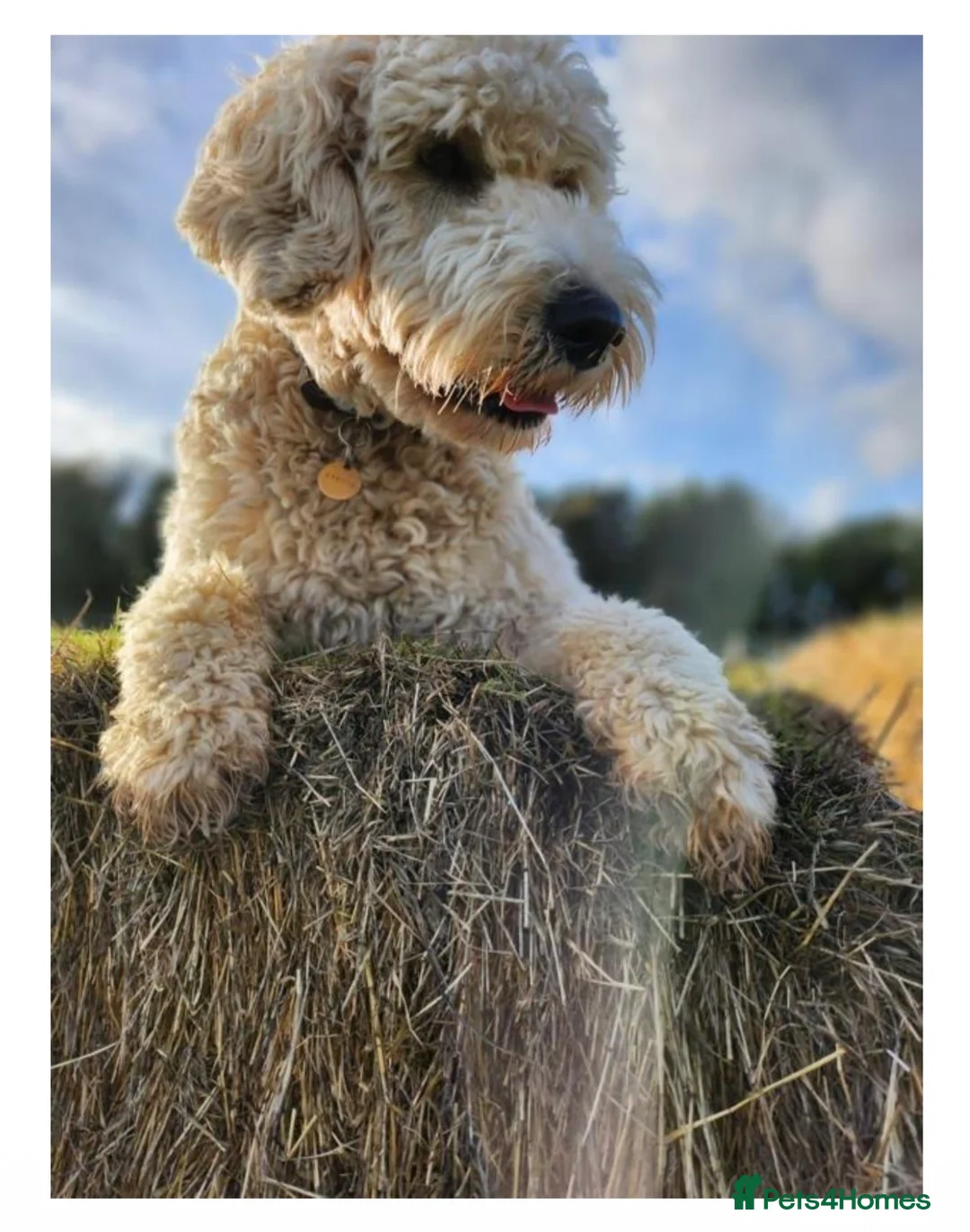 Goldendoodle dogs for sale: Trained, GoldenDoodle puppies - Advert 8
