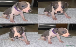 Whippet dogs for sale: ⭐️ LAST beautiful - KC Whippet pup. ⭐️ - Image 6