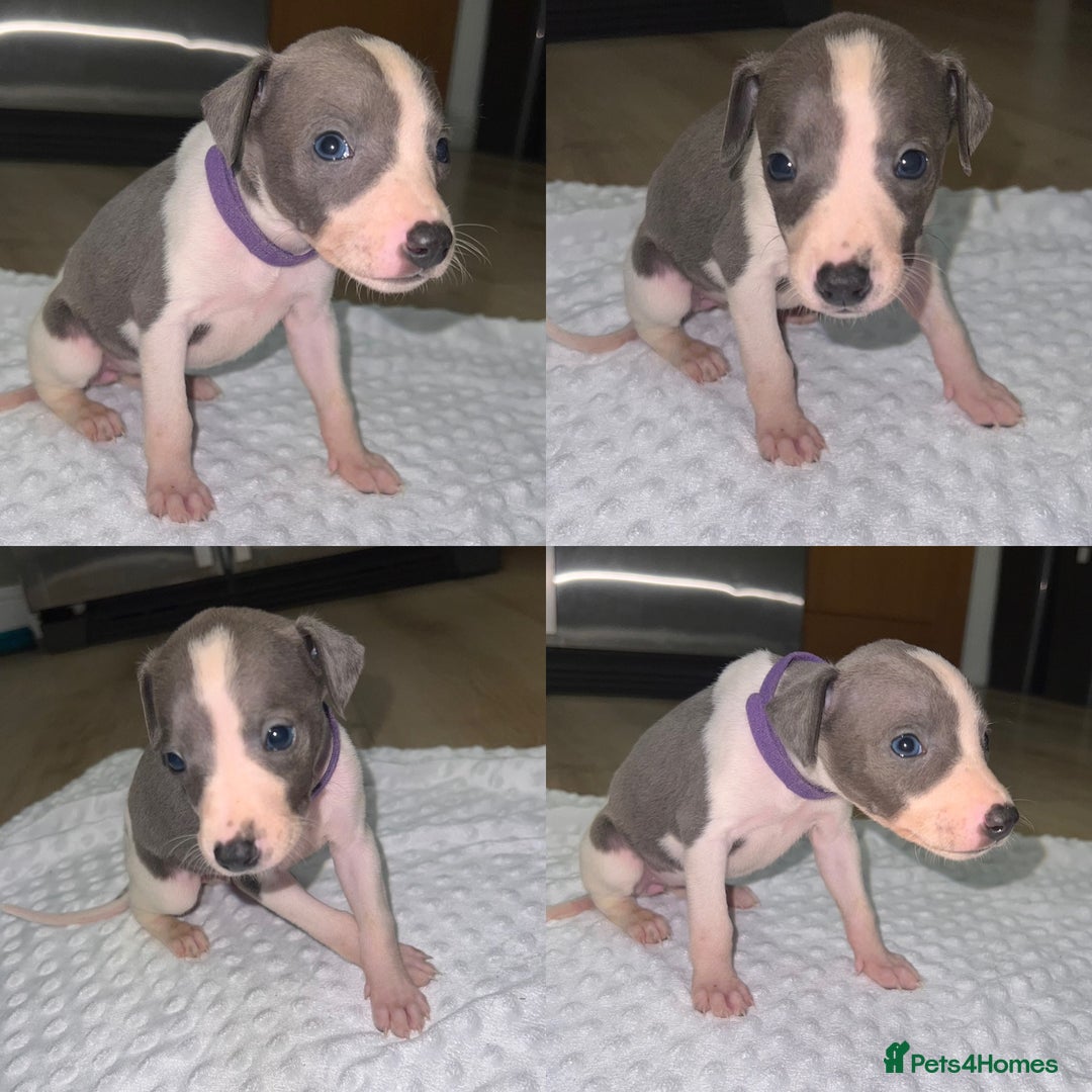 Whippet dogs for sale: ⭐️ LAST beautiful - KC Whippet pup. ⭐️ - Image 6