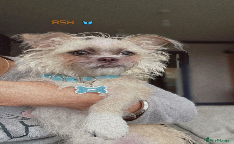 Mixed Breed dogs - Advert 1