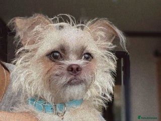 Mixed Breed dogs - Advert 35