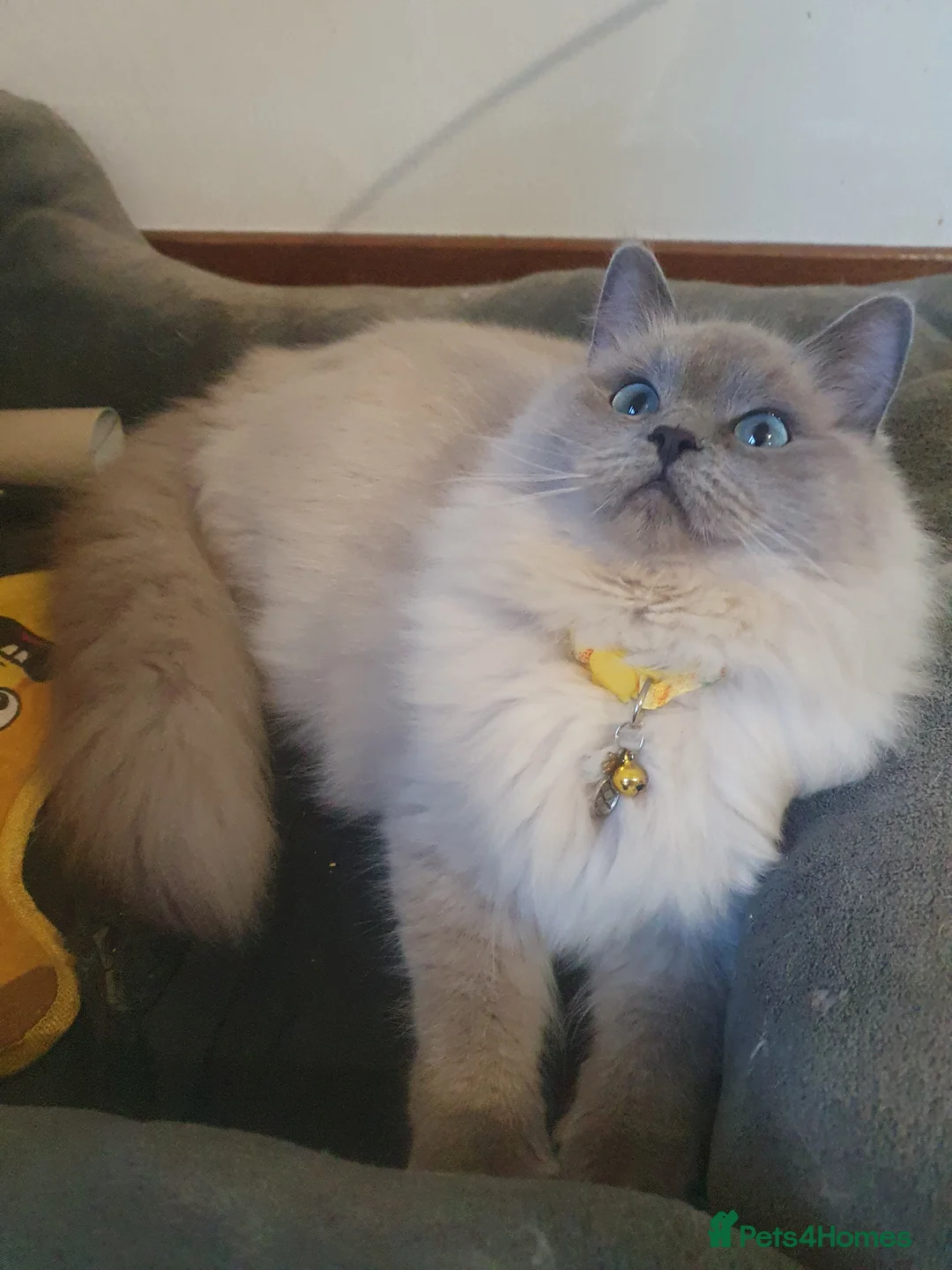 Ragdoll cats for sale: Sweet&Playful ragdolls - Advert 36