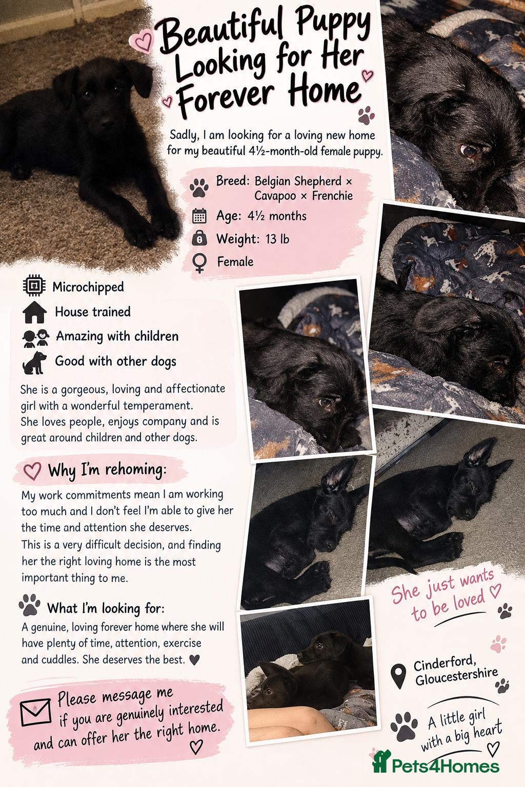 Mixed Breed dogs Miss  - Advert 3