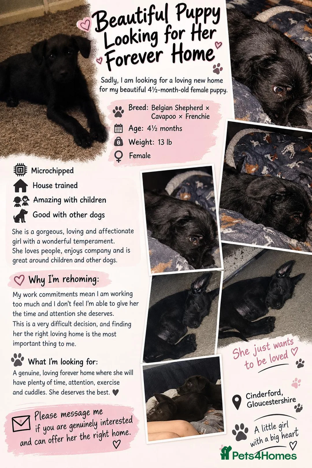 Mixed Breed dogs for sale: Miss  in Cinderford - Advert 1