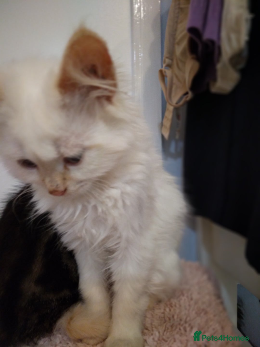 Mixed Breed cats for sale: Ragdoll cross kittens - Image 17