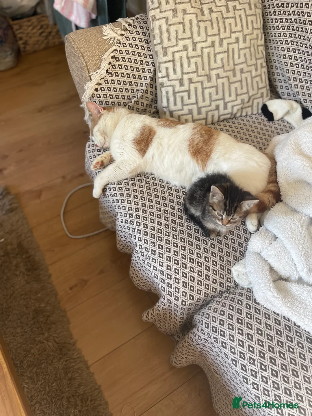 British Shorthair cats for sale: Male cat  in Bourne End - Advert 2