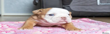 English Bulldog 1