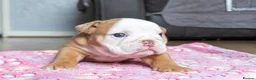 English Bulldog dogs for sale: ENGLISH BULLDOG  - Advert 13