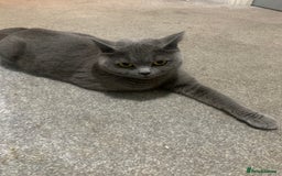 British Shorthair cats for sale: British short hair - Advert 4