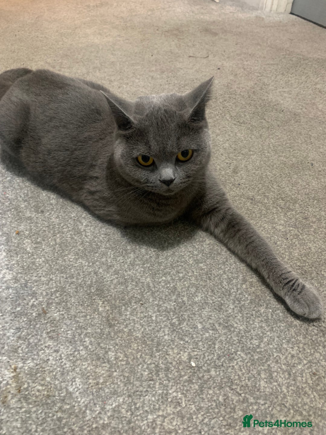 British Shorthair cats for sale: British short hair - Advert 4