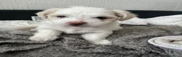 Bichon Frise dogs for sale: Bichon frinse puppy’s looking for a good home  in Alfreton - Advert 5